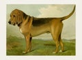 Dog Illustration. Bloodhound Royalty Free Stock Photo