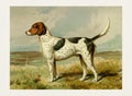 Dog Illustration. Foxhound Royalty Free Stock Photo