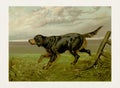 Dog Illustration. Gordon Setter Royalty Free Stock Photo