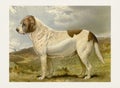 Dog Illustration. Saint Bernard