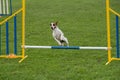 Purebred dog Jack Russel Terrier jumping over obstacle on agility competition.
