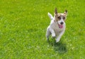 Purebred dog Jack Russell Terrier running on a green lawn. Happy playing pet.