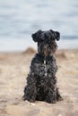 Purebred dog Royalty Free Stock Photo