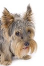 Purebred dog (Yorkshire terrier) isolated on white Royalty Free Stock Photo