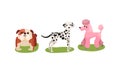 Purebred Dogs or Canine with Dalmatian and Poodle Standing on Green Lawn Vector Set