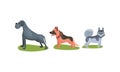 Purebred Dogs or Canine with Sheep Dog and Husky Standing on Green Lawn Vector Set