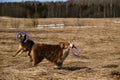 Purebred dogs have fun together. Two Shepherds German and Australian are best friends running in field with dry grass on clear Royalty Free Stock Photo