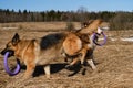 Purebred dogs have fun together. Two Shepherds German and Australian are best friends running in field with dry grass on clear Royalty Free Stock Photo