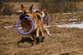Purebred dogs have fun together. Two Shepherds German and Australian are best friends running in field with dry grass on clear Royalty Free Stock Photo
