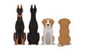 Purebred Dogs Sitting on Hind Legs Front and Back View Vector Set