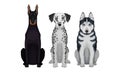 Purebred Dogs Sitting on Hind Legs Vector Set Royalty Free Stock Photo