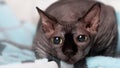 A purebred domestic Sphynx with playful big eyes prepares to attack and hunts Royalty Free Stock Photo