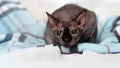 A purebred domestic Sphynx with playful big eyes prepares to attack and hunts Royalty Free Stock Photo