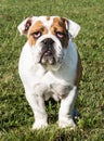 Purebred English bulldog on grass