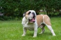 Purebred English Bulldog on green lawn. Young dog standing on green grass Royalty Free Stock Photo