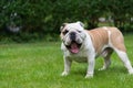 Purebred English Bulldog on green lawn. Young dog standing on green grass and looking at camera. Royalty Free Stock Photo