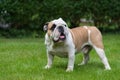 Purebred English Bulldog on green lawn. Young dog standing on green grass Royalty Free Stock Photo