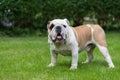 Purebred English Bulldog on green lawn. Young dog standing on green grass and looking at camera.