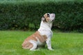 Purebred English Bulldog On Green Lawn. Young Dog Standing On Green Grass And Looking Up.