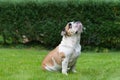 Purebred English Bulldog on green lawn. Young dog standing on green grass and looking up. Royalty Free Stock Photo
