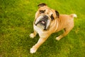 Purebred English Bulldog on green lawn. Young bulldog standing on green grass and looking up. Royalty Free Stock Photo