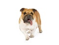 Purebred English bulldog with its tongue out over white