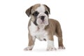 Purebred English Bulldog on white background