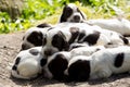 Purebred English Cocker Spaniel puppies Royalty Free Stock Photo