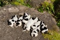 Purebred English Cocker Spaniel puppies Royalty Free Stock Photo