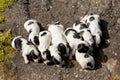 Purebred English Cocker Spaniel puppies Royalty Free Stock Photo