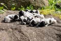 Purebred English Cocker Spaniel puppies Royalty Free Stock Photo