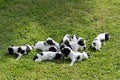 Purebred English Cocker Spaniel puppies Royalty Free Stock Photo