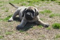 A purebred English Mastiff puppy laying on grass outside