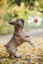 Purebred french bulldog. French buldog playing with toy outside Royalty Free Stock Photo