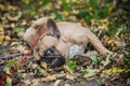 Purebred french bulldog. Cute dog lying in the leaves Royalty Free Stock Photo