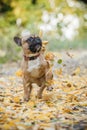 Purebred french bulldog. Cute dog playing with leaves in the forest Royalty Free Stock Photo