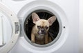 A bulldog dog with a black muzzle looks with interest from the metal drum of a white washing machine.