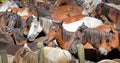 purebred Galician horse at the rapa das bestas festival in Campo do Oso in MondoÃ±edo, the first rapa das bestas of summer 2023 Royalty Free Stock Photo