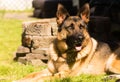 Purebred German Shepherd Dog Canine Pet Laying Down Royalty Free Stock Photo