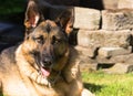 Purebred German Shepherd Dog Canine Pet Laying Down Royalty Free Stock Photo