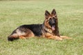 Purebred German Shepherd Dog on a green background Royalty Free Stock Photo