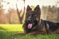 Purebred German shepherd dog lying down in the park. Royalty Free Stock Photo