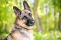 A purebred German Shepherd dog listening with a head tilt Royalty Free Stock Photo