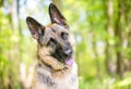 A purebred German Shepherd dog listening with a head tilt Royalty Free Stock Photo