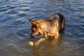 Purebred German Shepherd dog playing with a ball in water Royalty Free Stock Photo