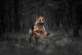 Purebred german shepherd dog runs in a dark forest Royalty Free Stock Photo