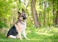 A purebred German Shepherd dog sitting outdoors Royalty Free Stock Photo