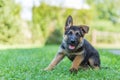 Purebred German Shepherd puppy in green grass