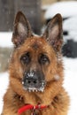 Purebred German Shepherd in the snow Royalty Free Stock Photo