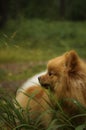 Purebred German Spitz eats green grass on the lawn. Does not look at the camera, vertical composition